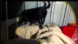 Hatay’da 11 Kilo Skunk Ele Geçirildi