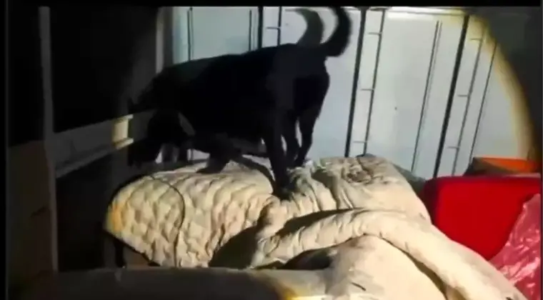 Hatay’da 11 Kilo Skunk Ele Geçirildi