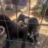 Antalya’da Köpek Üretiminde Cezalar Kesildi