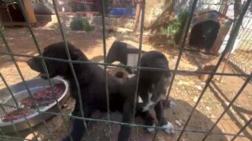Antalya’da Köpek Üretiminde Cezalar Kesildi