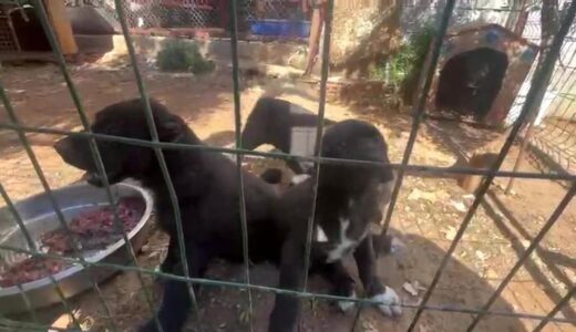 Antalya’da Köpek Üretiminde Cezalar Kesildi