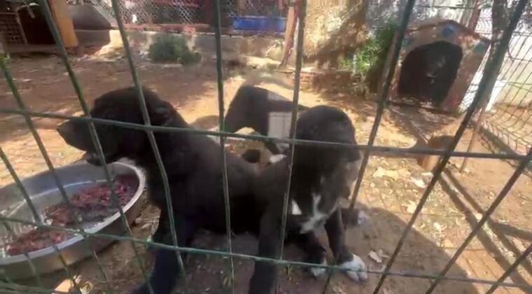 Antalya’da Köpek Üretiminde Cezalar Kesildi