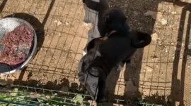 Antalya’da Yavru Köpek İstismarı: 327 Bin TL Ceza