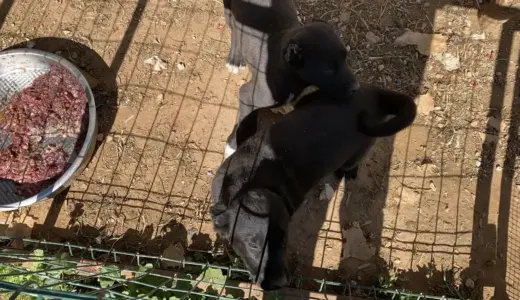 Antalya’da Yavru Köpek İstismarı: 327 Bin TL Ceza