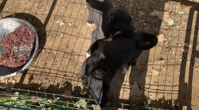 Antalya’da Yavru Köpek İstismarı: 327 Bin TL Ceza