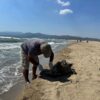 Ölü Deniz Kaplumbağası Kıyıya Vurdu